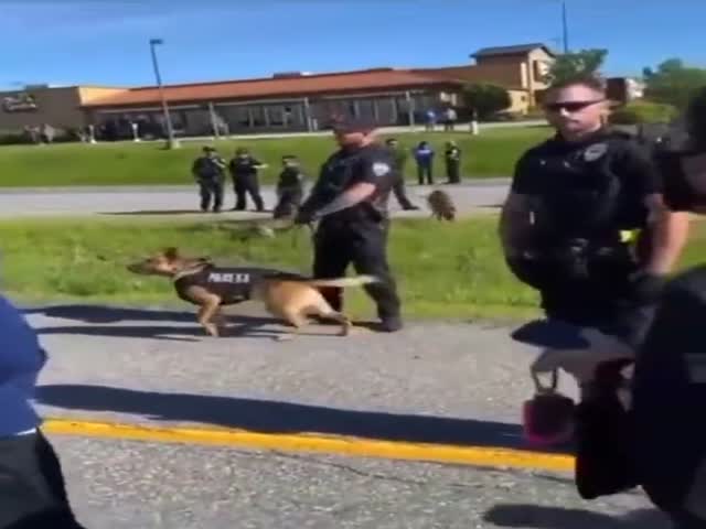 Dog Is Not That Calm…