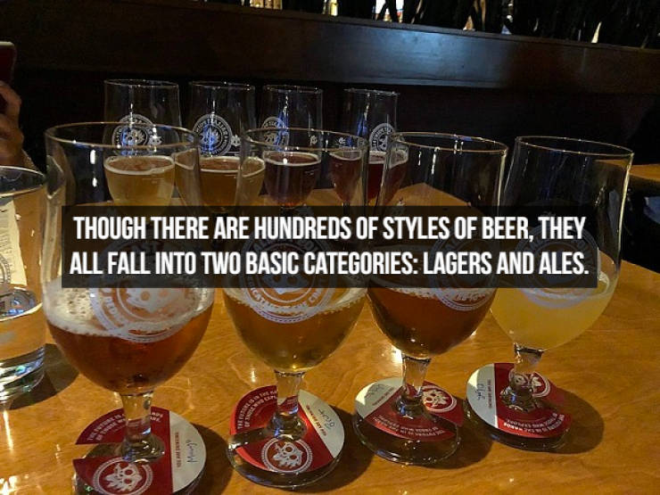 Let’s Brew Up Some Beer Facts!