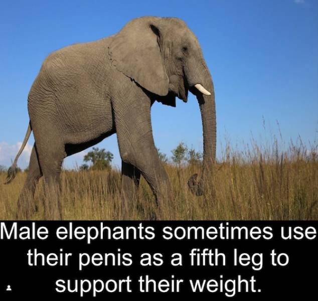 These Memes Are For Men Only!