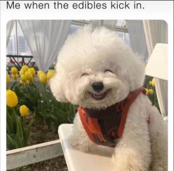 These Stoner Memes Are Already High…