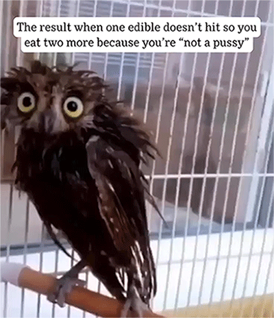 Memes That Perfectly Capture The Stoner Experience