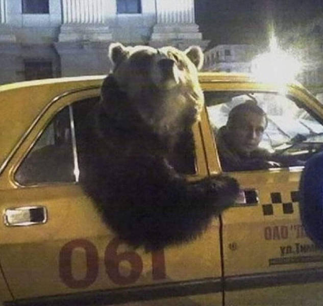 The Funniest Creatures on the Internet