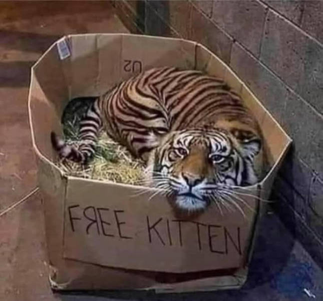 The Funniest Creatures on the Internet