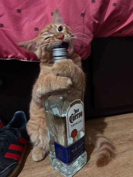 The Funniest Creatures on the Internet