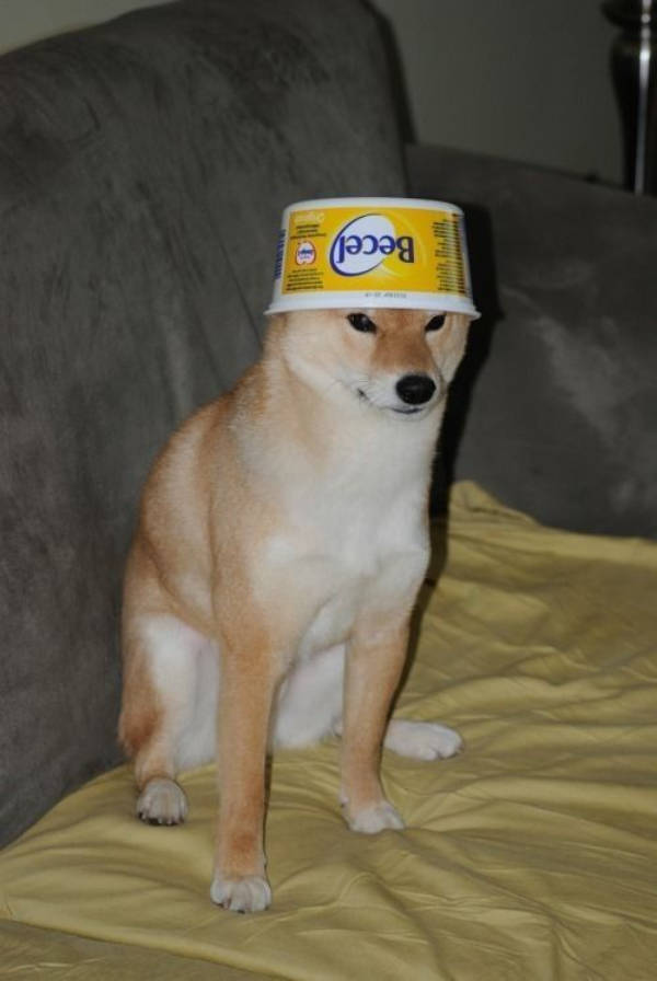 The Funniest Creatures on the Internet