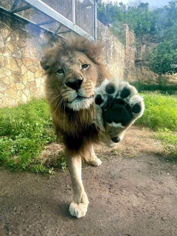 The Funniest Creatures on the Internet