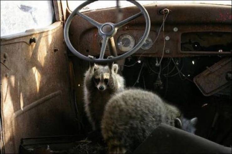 Daily Picdump