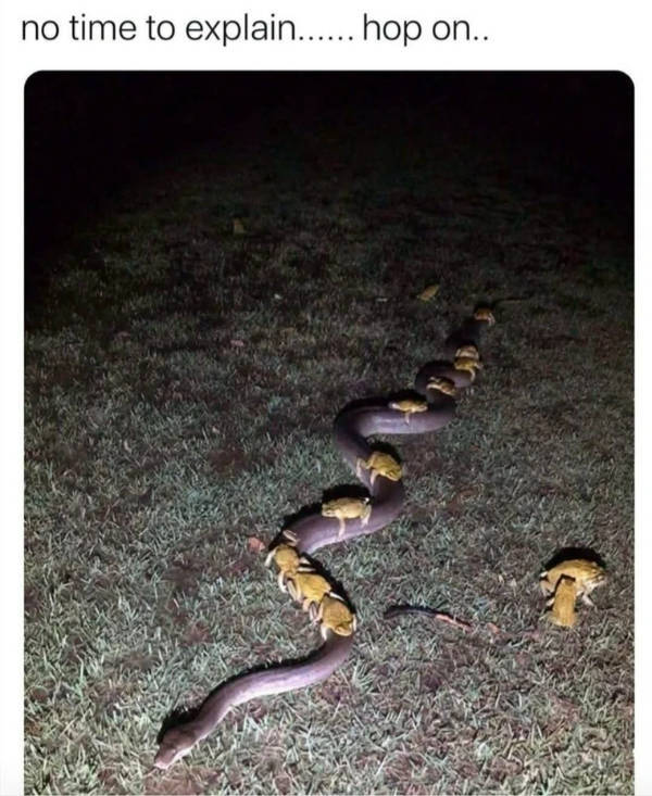 Dank Memes With Unlimited Energy