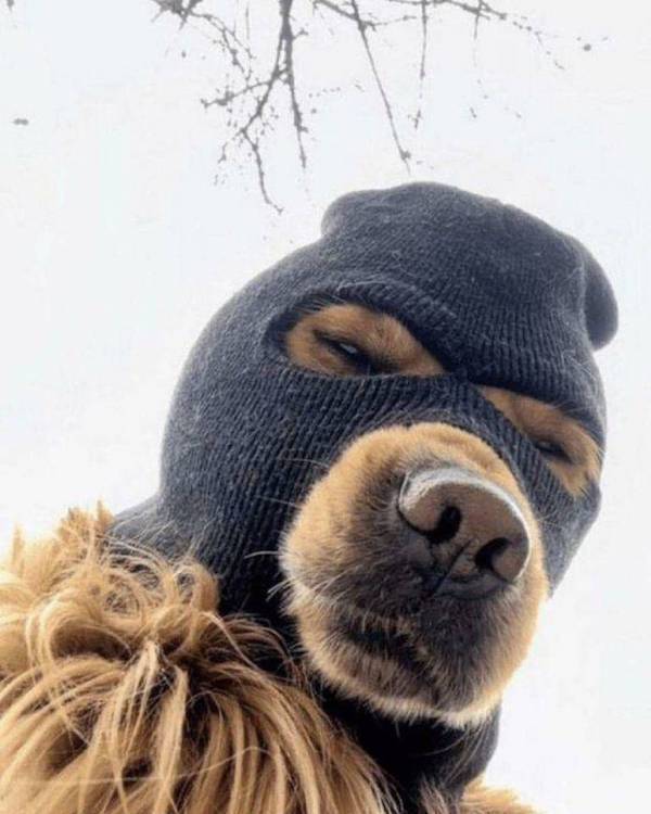 Daily Picdump