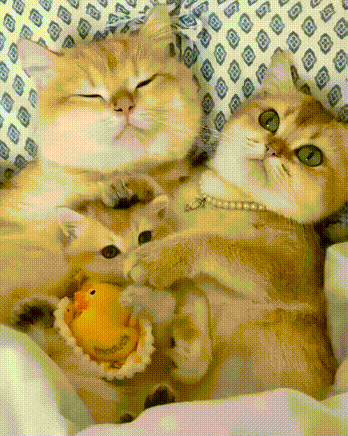 Daily Gifdump