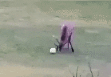 Daily Gifdump