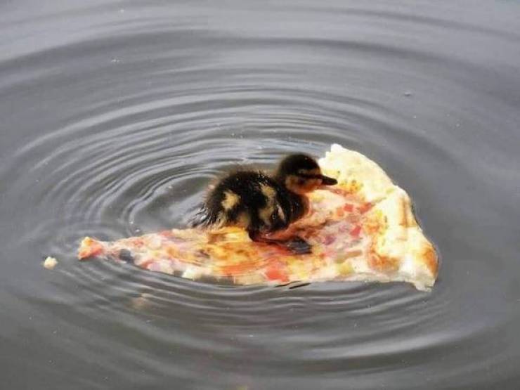 Daily Picdump