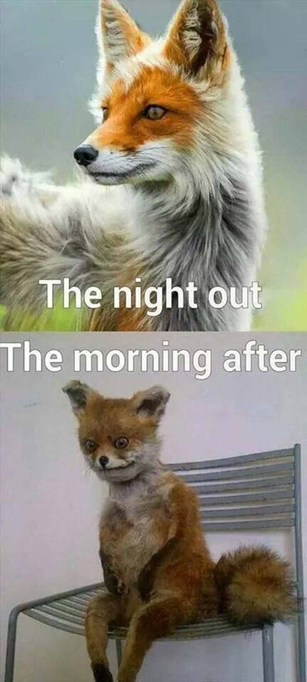 Drinking Memes to Help Soothe your Hangover