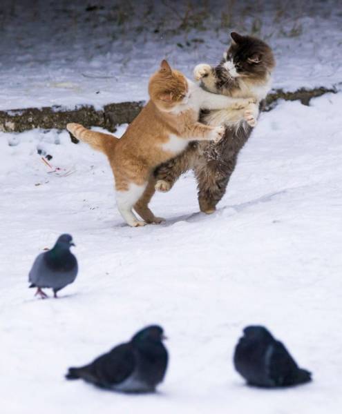 Daily Picdump