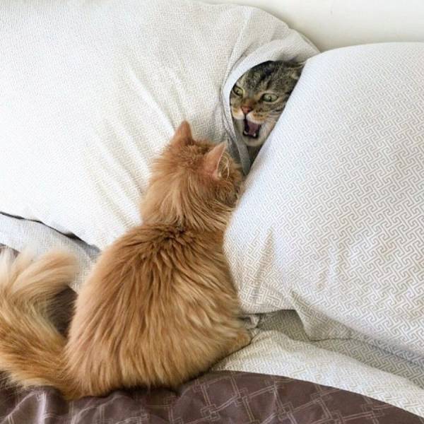 Daily Picdump