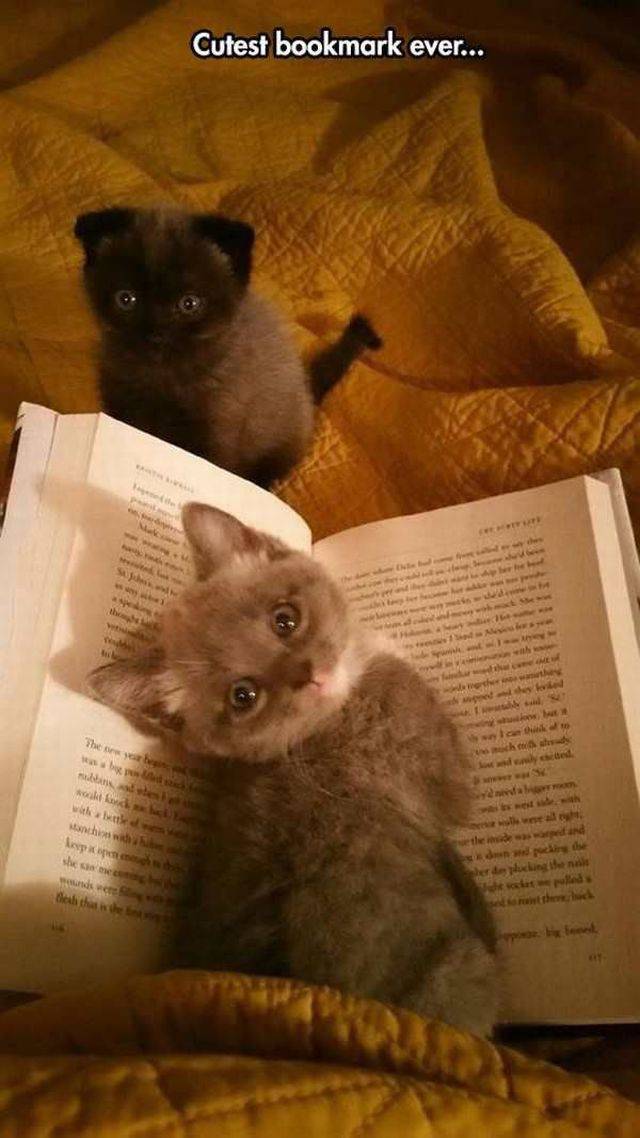Daily Picdump