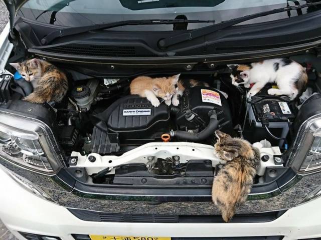 Daily Picdump