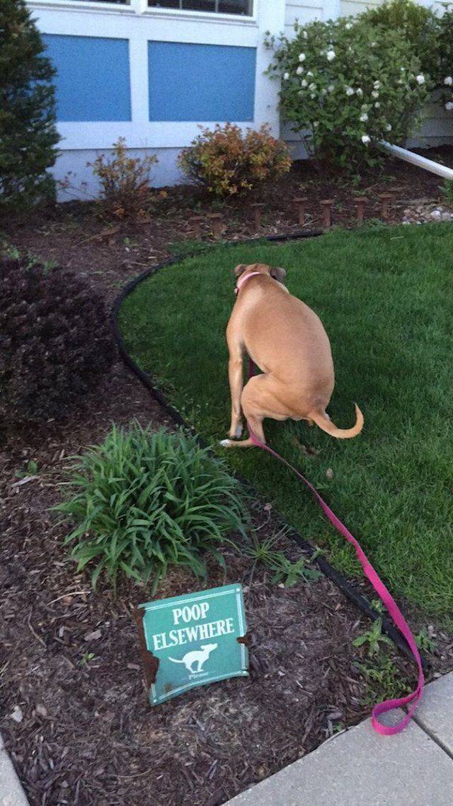 Daily Picdump