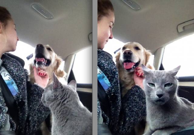 Cats And Dogs Together Are An Explosive Mix