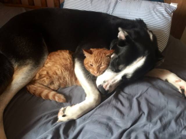 Cats And Dogs Together Are An Explosive Mix