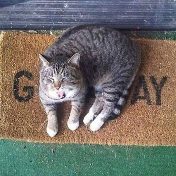 Daily Picdump [WEEKEND EDITION]