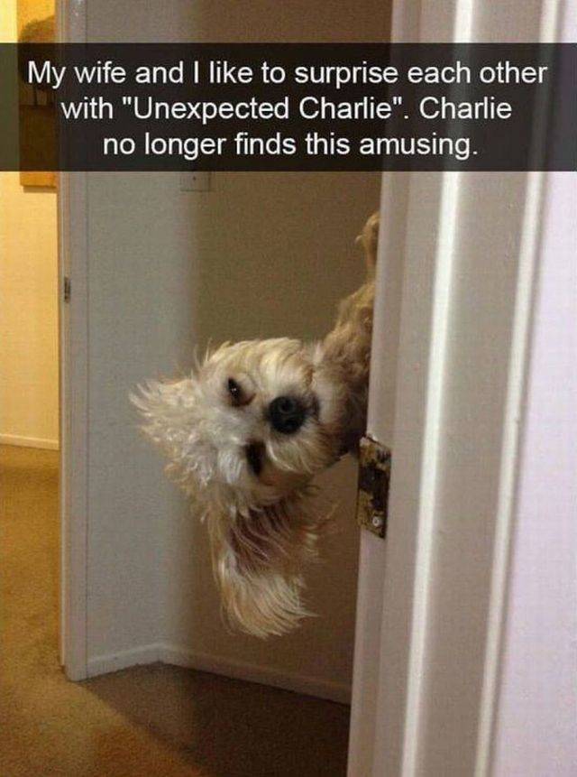 Daily Picdump