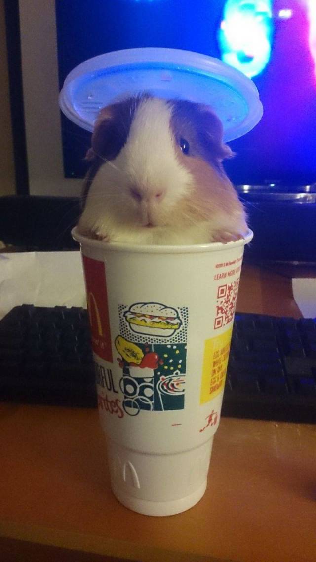 Daily Picdump