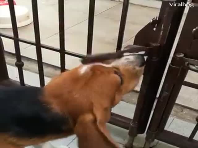 Nothing Is Impossible For Animals