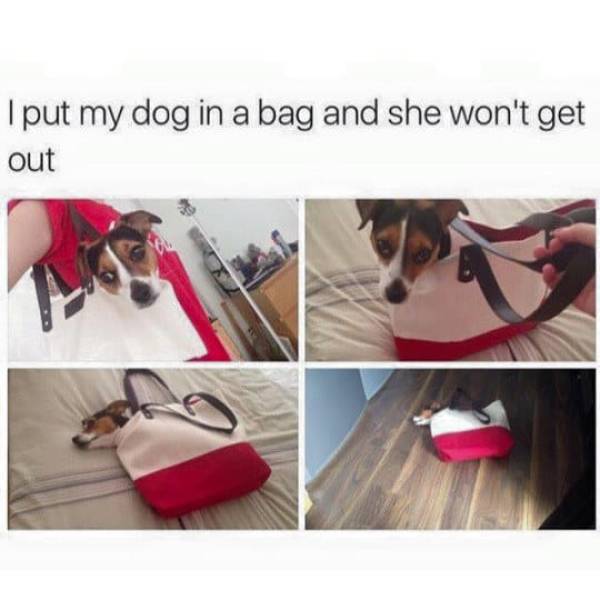 The Funniest Stuff Internet Could Provide