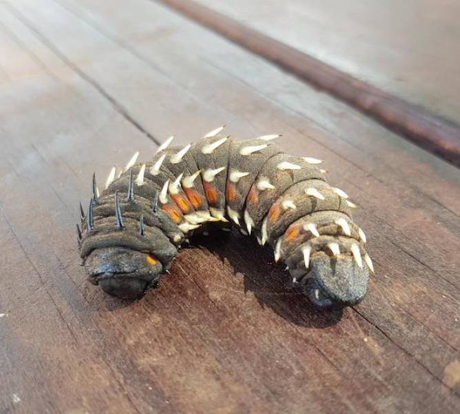 Nature Can’t Get Any More Brutal Than This