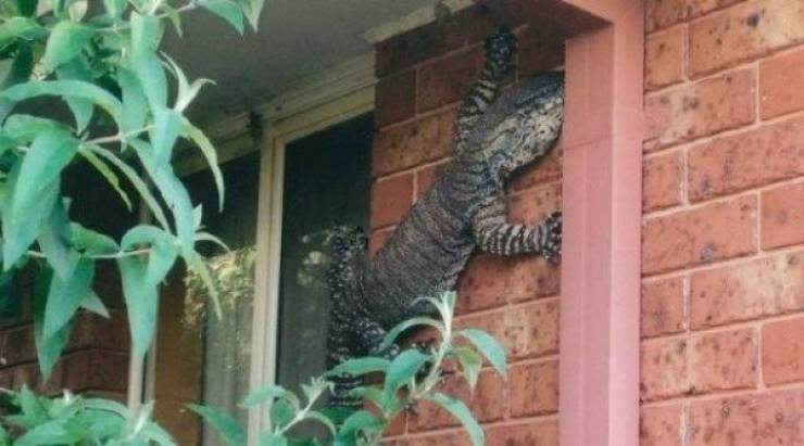 And That Will Be A NOPE