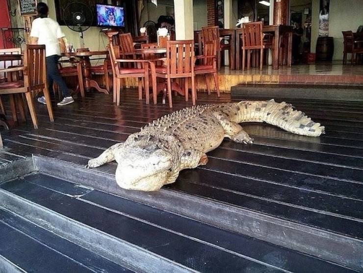 And That Will Be A NOPE