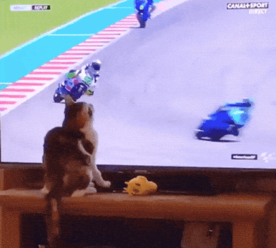 Animal World Is Full Of Savagery And Unbridled Fury