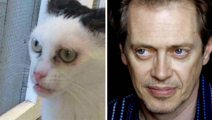 Is This Cat The Real Steve Buscemi?!