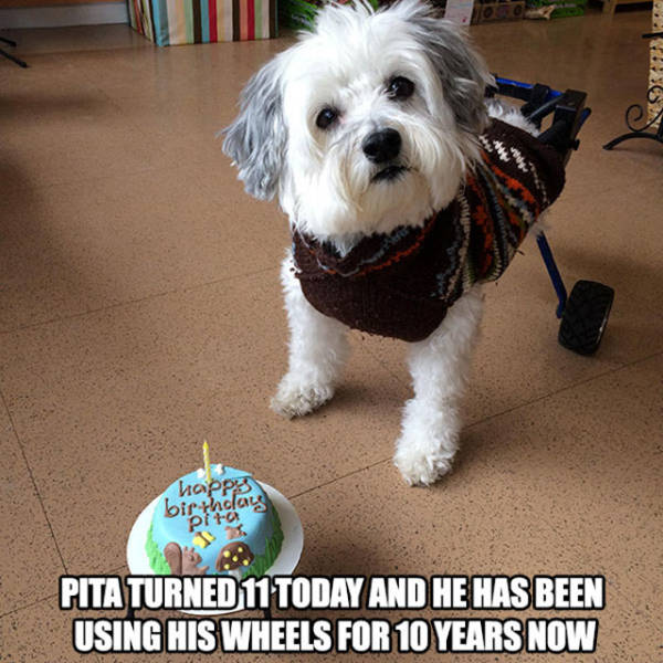 Despite Everything, Life Is Still Fantastic