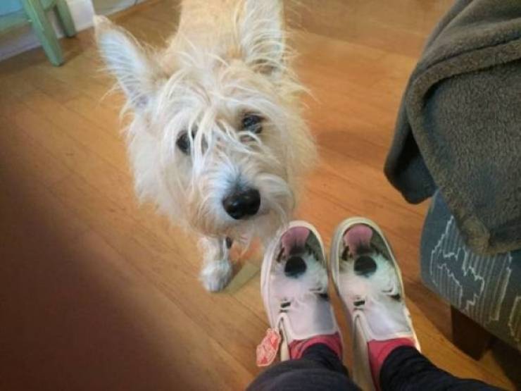 Animals Just Can’t Stop Being Funny