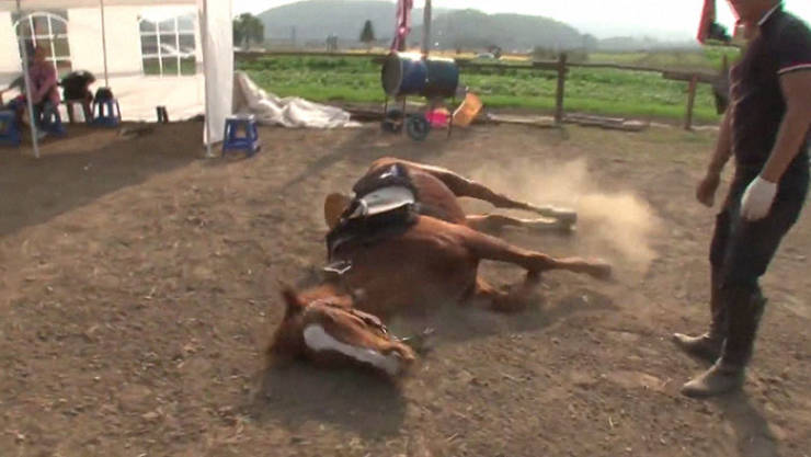 Meet Jingang, Probably The Most Dramatic Horse In The World