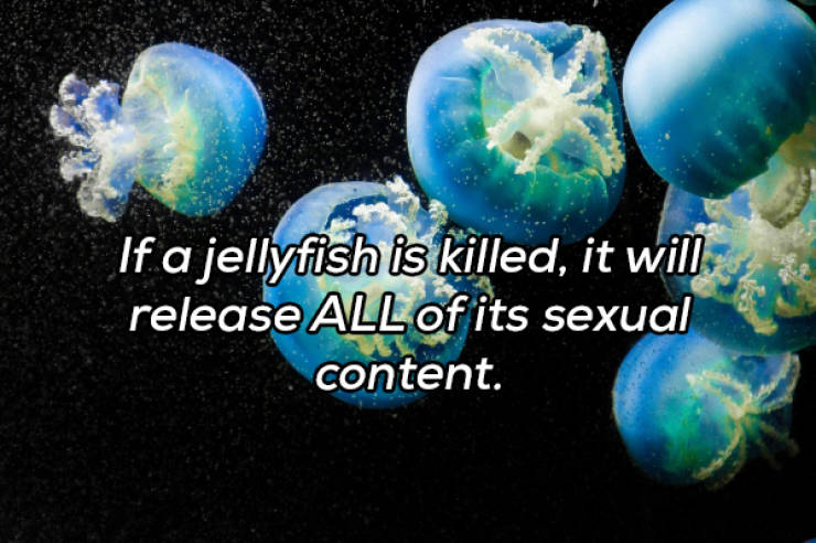 It’s Always Time For NSFW Facts!
