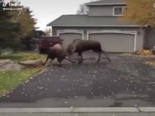 Brutal Canadian Violence…