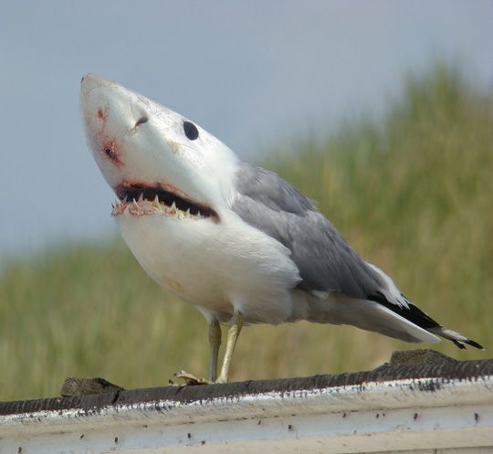 Funny picdump