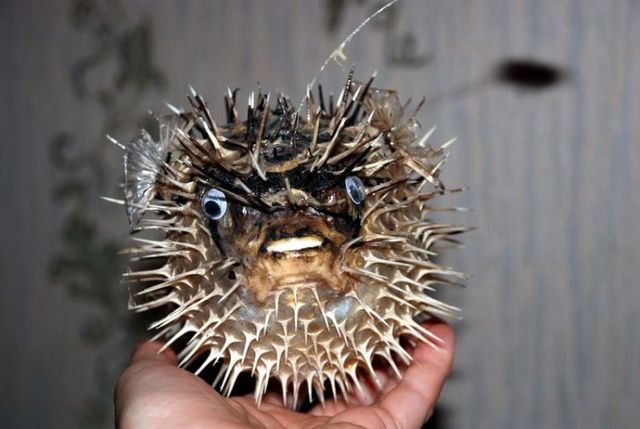 Funny picdump (97 pics)