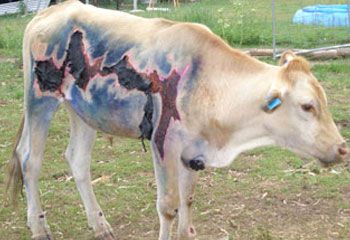 Curiosities and bonus pictures