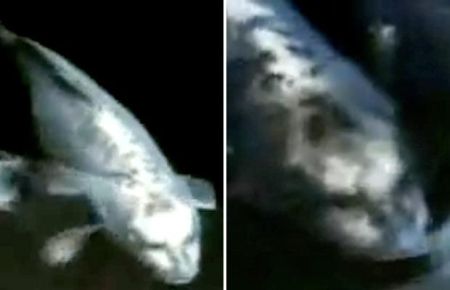 Curiosities and bonus pictures