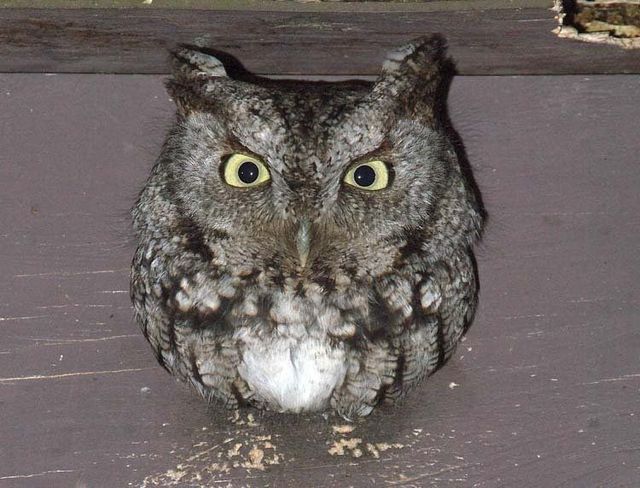 Funny picdump (111 pics)