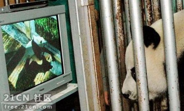 Pandas are watching porn (6 pics)