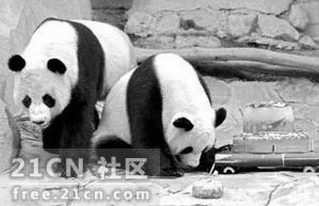 Pandas are watching porn (6 pics)