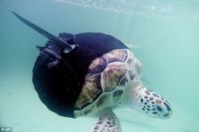 Curiosities and bonus pictures