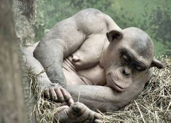 Curiosities and bonus pictures