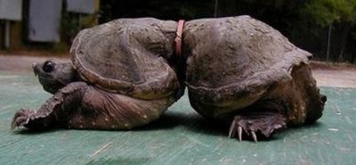 Curiosities and bonus pictures