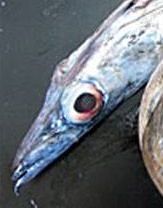 Curiosities and bonus pictures